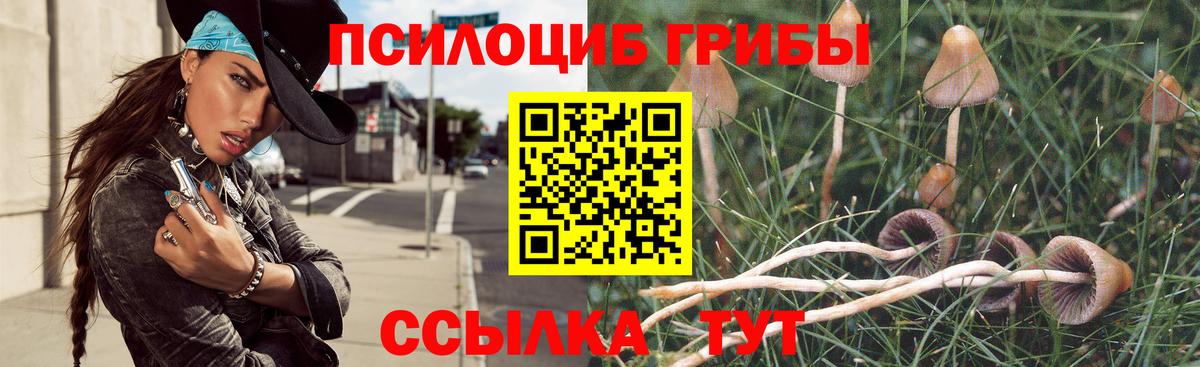 Галлюциногенные грибы Psilocybe Среднеуральск